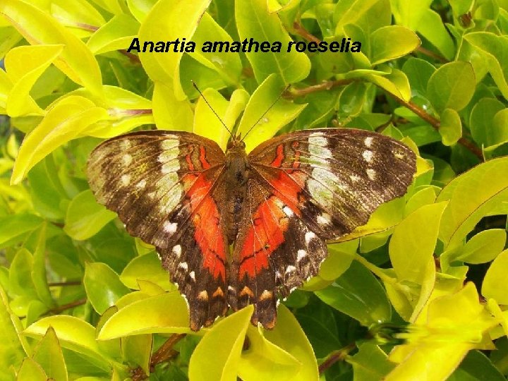 Anartia amathea roeselia 