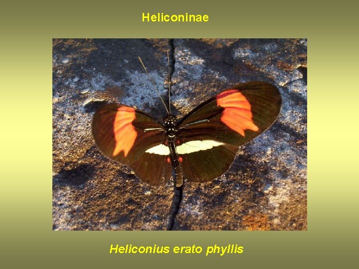 Heliconinae Heliconius erato phyllis 