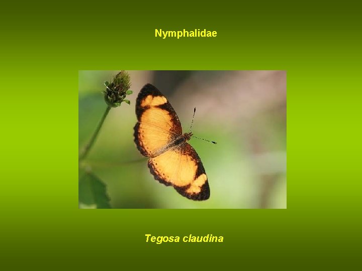 Nymphalidae Tegosa claudina 