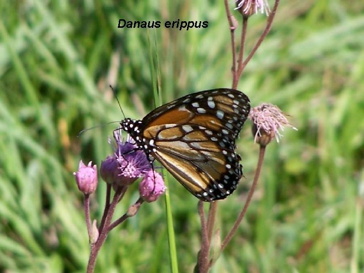 Danaus erippus 