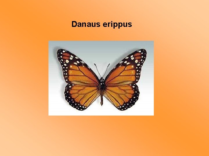 Danaus erippus 