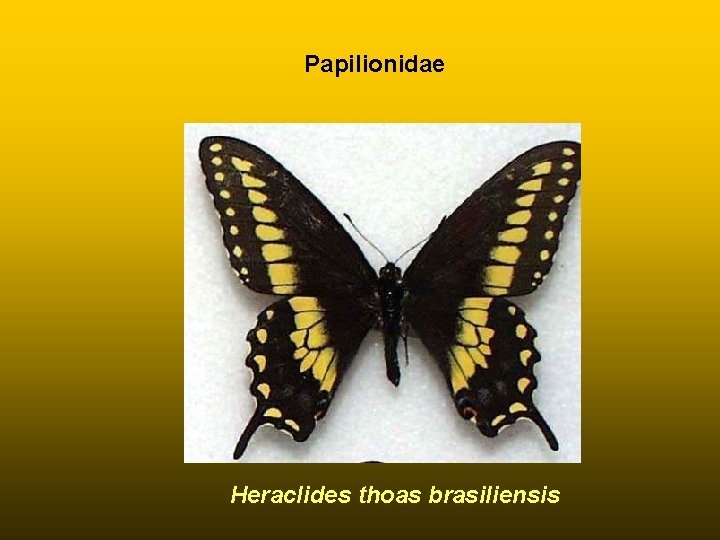 Papilionidae Heraclides thoas brasiliensis 