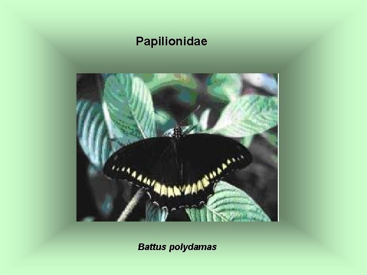 Papilionidae Battus polydamas 