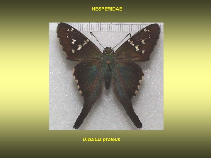 HESPERIDAE Urbanus proteus 