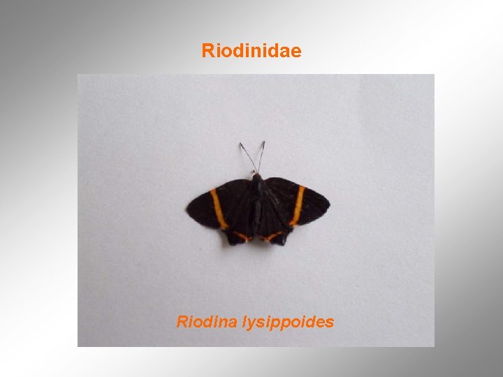 Riodinidae Riodina lysippoides 