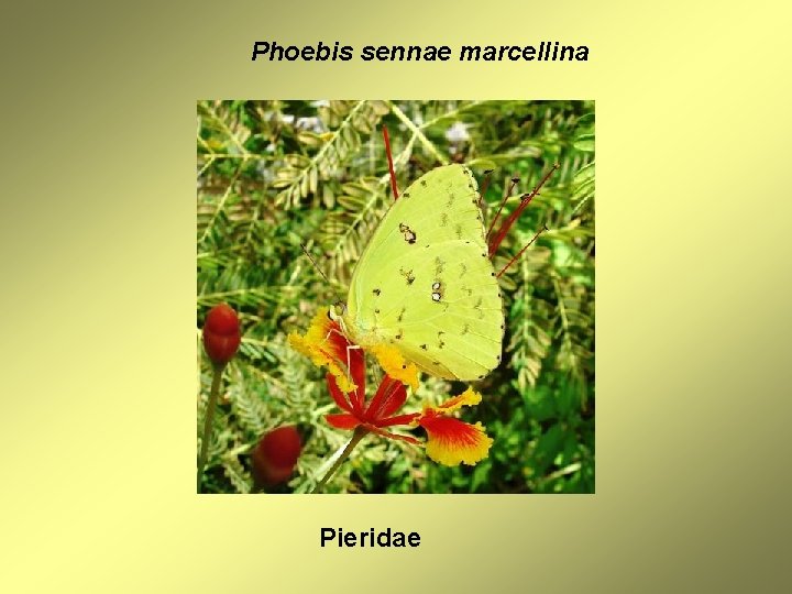 Phoebis sennae marcellina Pieridae 