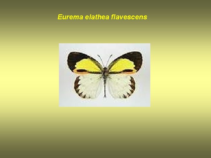 Eurema elathea flavescens 