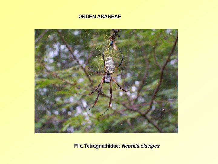 ORDEN ARANEAE Flia Tetragnathidae: Nephila clavipes 