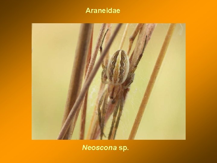Araneidae Neoscona sp. 