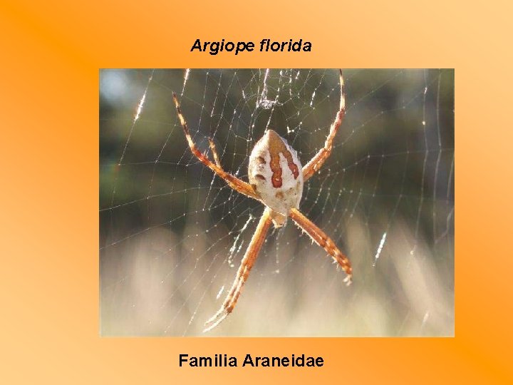 Argiope florida Familia Araneidae 