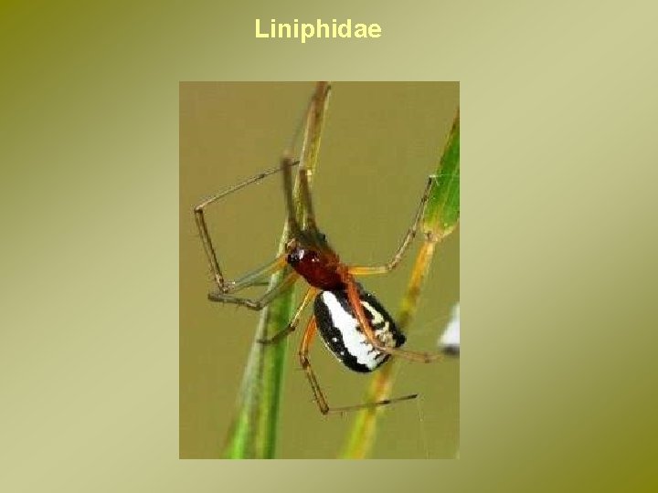 Liniphidae 