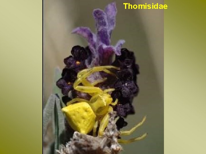 Thomisidae 
