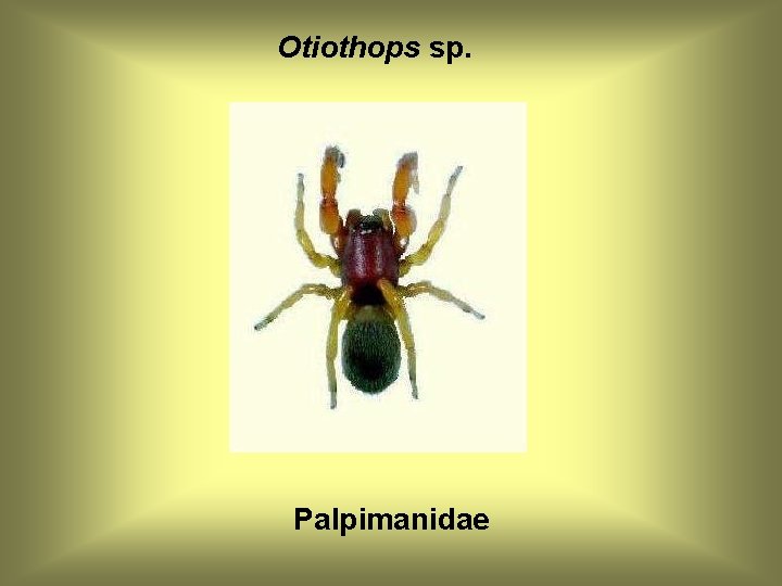 Otiothops sp. Palpimanidae 