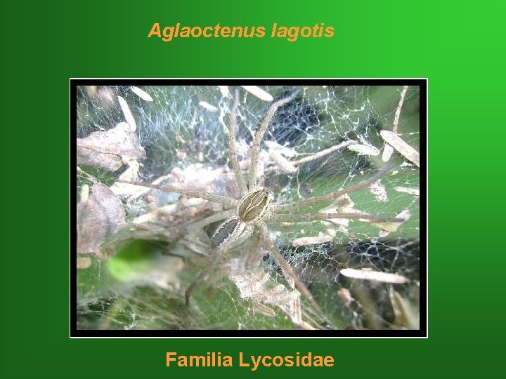 Aglaoctenus lagotis Familia Lycosidae 