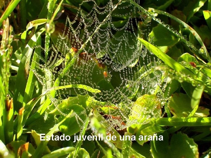 Estado juvenil de una araña 