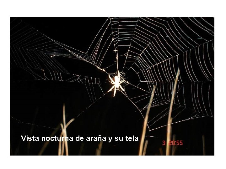 Vista nocturna de araña y su tela 