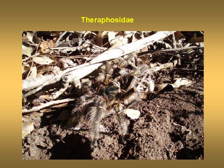 Theraphosidae 