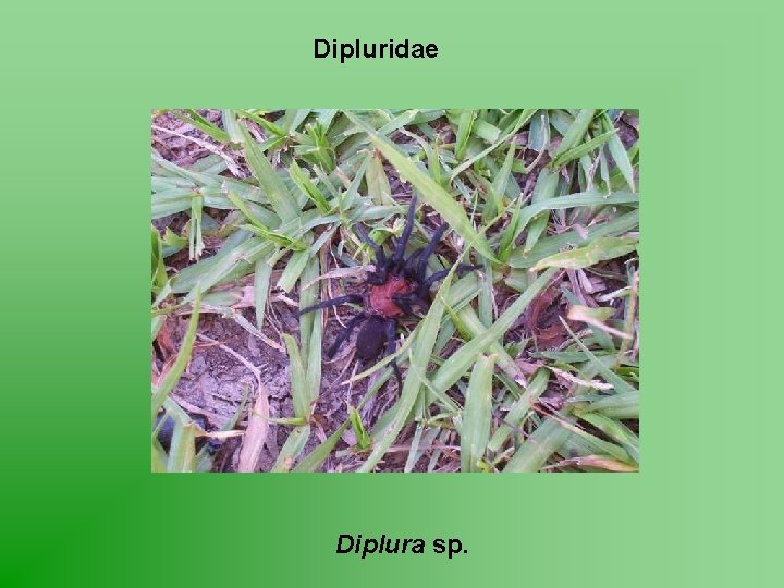 Dipluridae Diplura sp. 