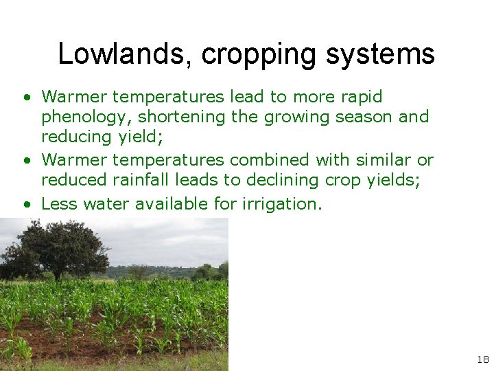 Lowlands, cropping systems • Warmer temperatures lead to more rapid phenology, shortening the growing