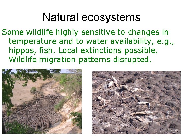 Natural ecosystems Some wildlife highly sensitive to changes in temperature and to water availability,