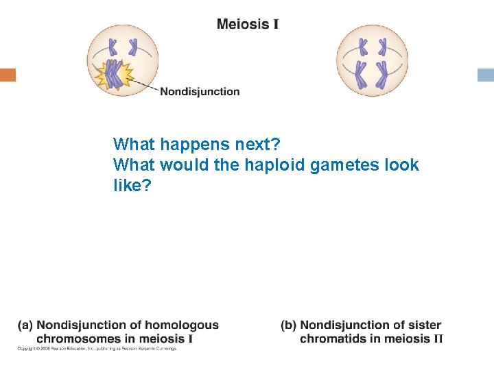 What happens next? What would the haploid gametes look like? 