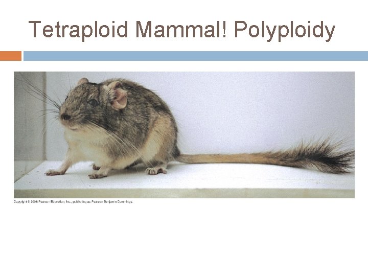 Tetraploid Mammal! Polyploidy 