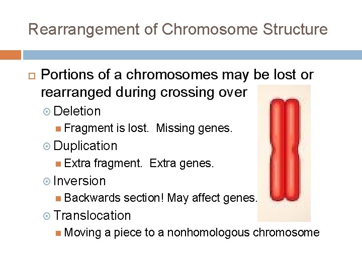 Rearrangement of Chromosome Structure Portions of a chromosomes may be lost or rearranged during