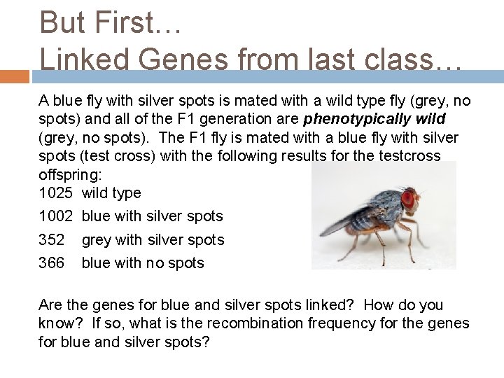 But First… Linked Genes from last class… A blue fly with silver spots is