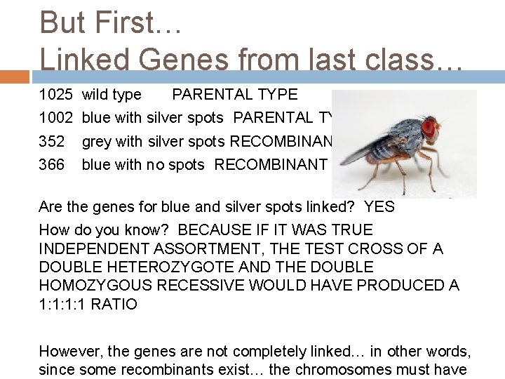 But First… Linked Genes from last class… 1025 wild type PARENTAL TYPE 1002 blue