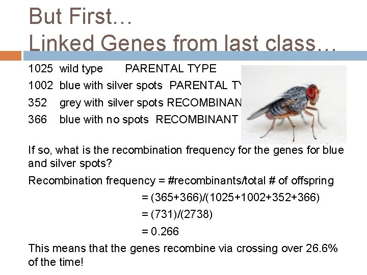 But First… Linked Genes from last class… 1025 wild type PARENTAL TYPE 1002 blue