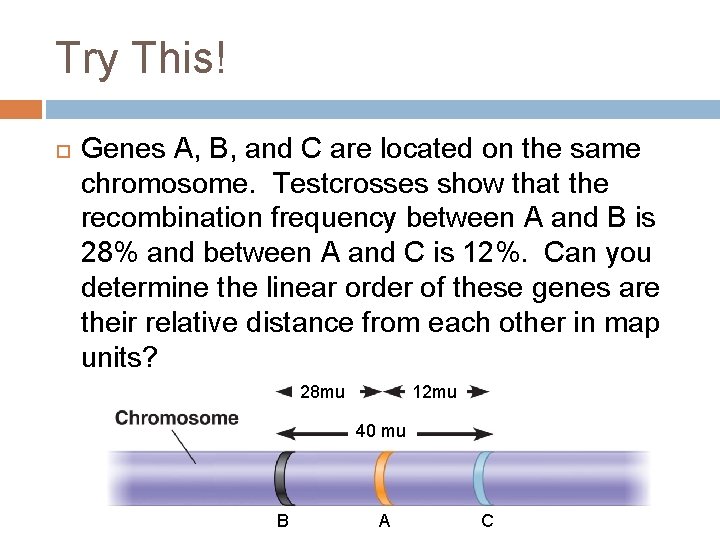 Try This! Genes A, B, and C are located on the same chromosome. Testcrosses