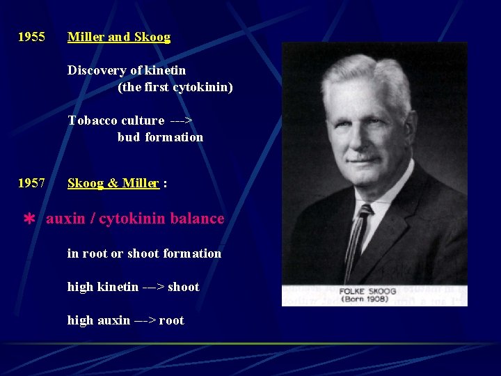 1955 Miller and Skoog Discovery of kinetin (the first cytokinin) Tobacco culture ---> bud
