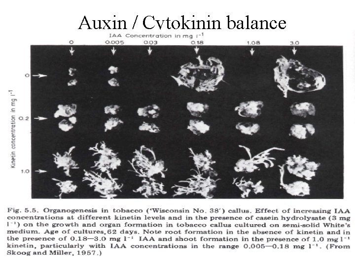 Auxin / Cytokinin balance 