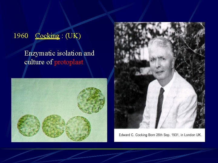 1960 Cocking : (UK) Enzymatic isolation and culture of protoplast 