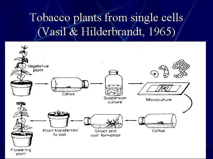 Tobacco plants from single cells (Vasil & Hilderbrandt, 1965) 