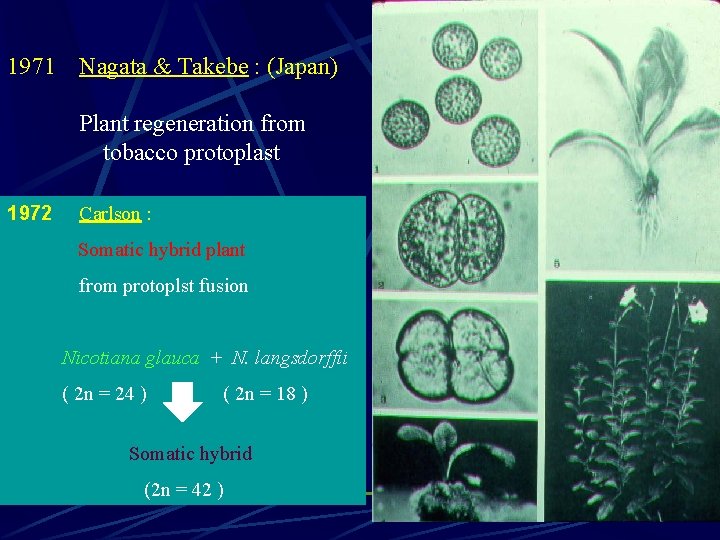  1971 Nagata & Takebe : (Japan) Plant regeneration from tobacco protoplast 1972 Carlson