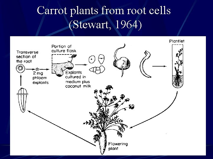 Carrot plants from root cells (Stewart, 1964) 