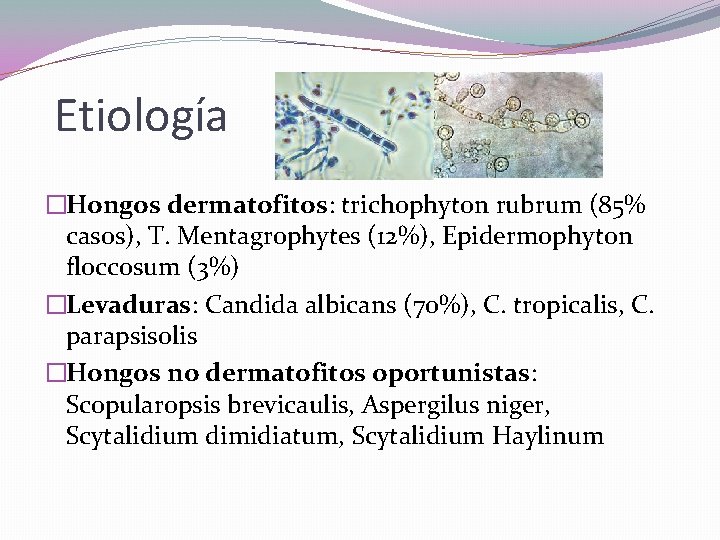 Etiología �Hongos dermatofitos: trichophyton rubrum (85% casos), T. Mentagrophytes (12%), Epidermophyton floccosum (3%) �Levaduras: