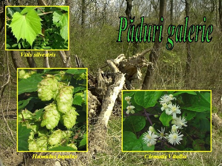 Vitis silvestris Humulus lupulus Clematis Vitalba 