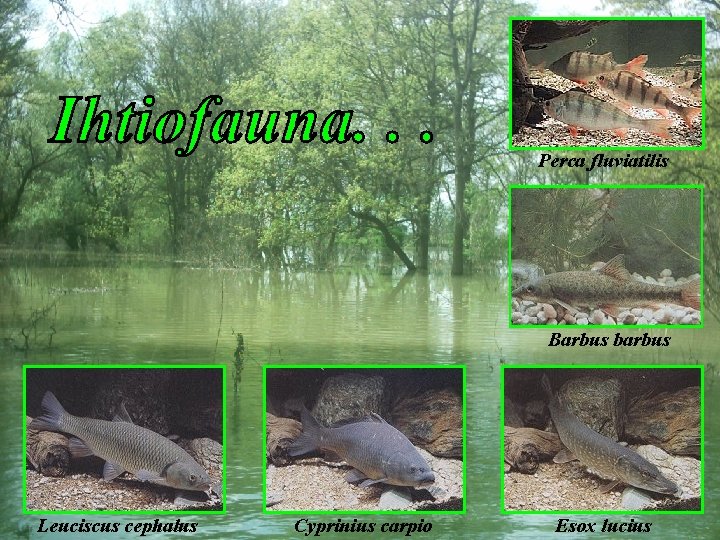 Perca fluviatilis Barbus barbus Leuciscus cephalus Cyprinius carpio Esox lucius 