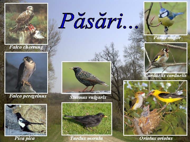 Parus major Falco cherrung Carduelis carduelis Falco peregrinus Pica pica Sturnus vulgaris Turdus merula