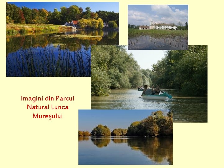 Imagini din Parcul Natural Lunca Mureșului 