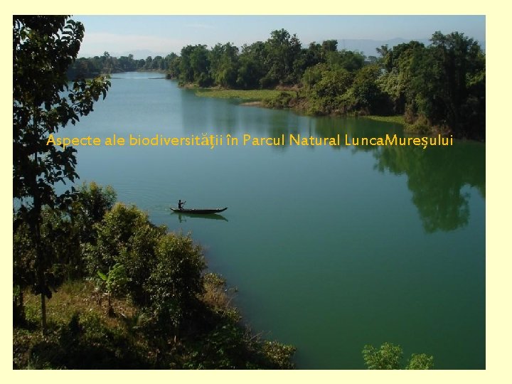 Aspecte ale biodiversității în Parcul Natural Lunca. Mureșului 