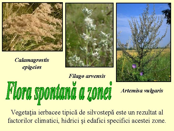 Calamagrostis epigeios Filago arvensis Artemisa vulgaris Vegetaţia ierbacee tipicǎ de silvostepǎ este un rezultat