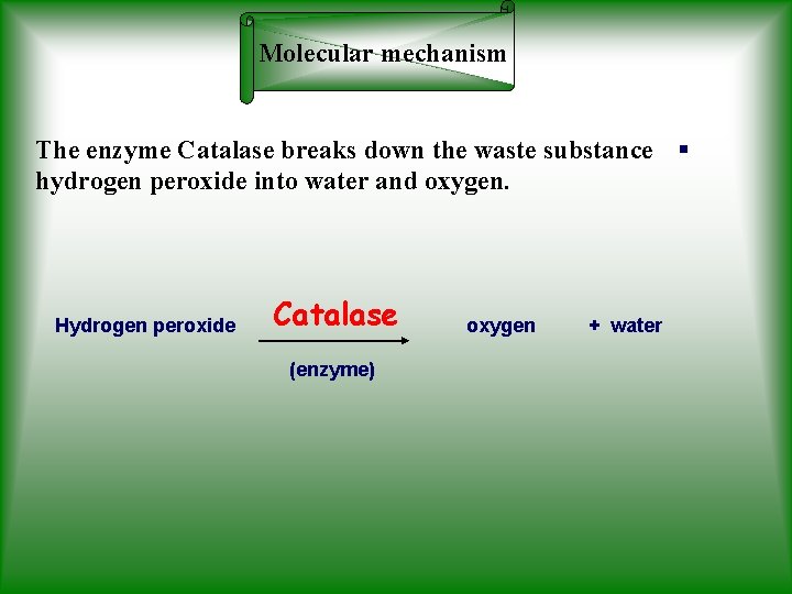 Molecular mechanism The enzyme Catalase breaks down the waste substance § hydrogen peroxide into