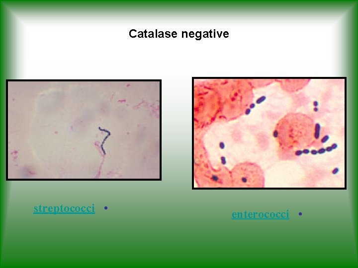 Catalase negative streptococci • enterococci • 