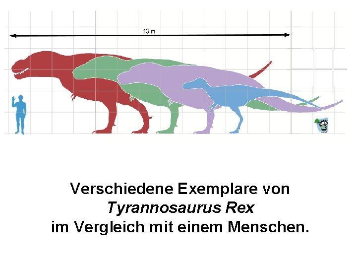Verschiedene Exemplare von Tyrannosaurus Rex im Vergleich mit einem Menschen. 