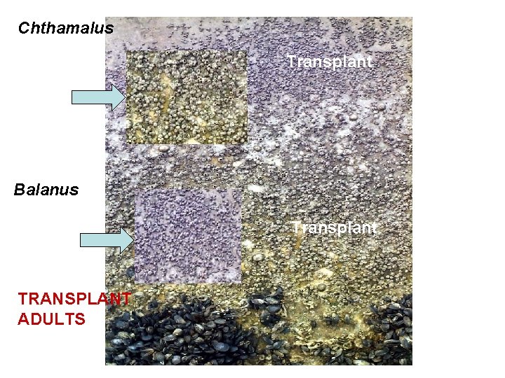 Chthamalus Transplant Balanus Transplant TRANSPLANT ADULTS 