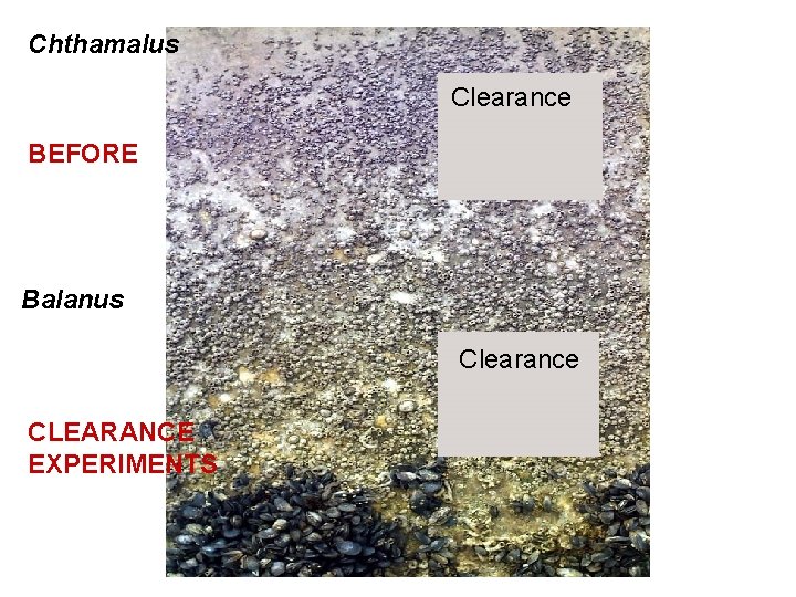Chthamalus Clearance BEFORE Balanus Clearance CLEARANCE EXPERIMENTS 