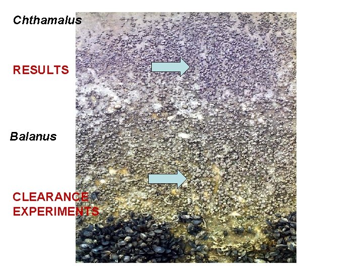 Chthamalus Clearance RESULTS Balanus Clearance CLEARANCE EXPERIMENTS 